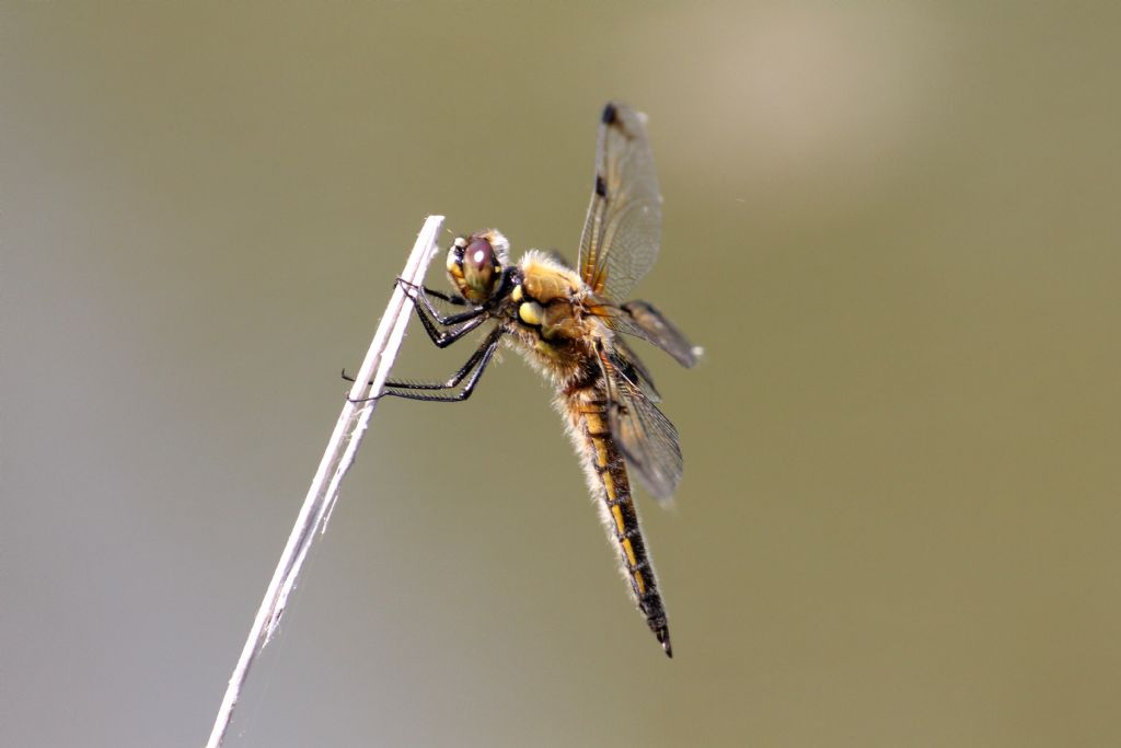 Libellula quadrimaculata   - maschio immatuto